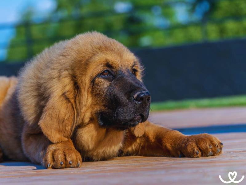 Plemeno-tibetska-doga-mastiff (12)